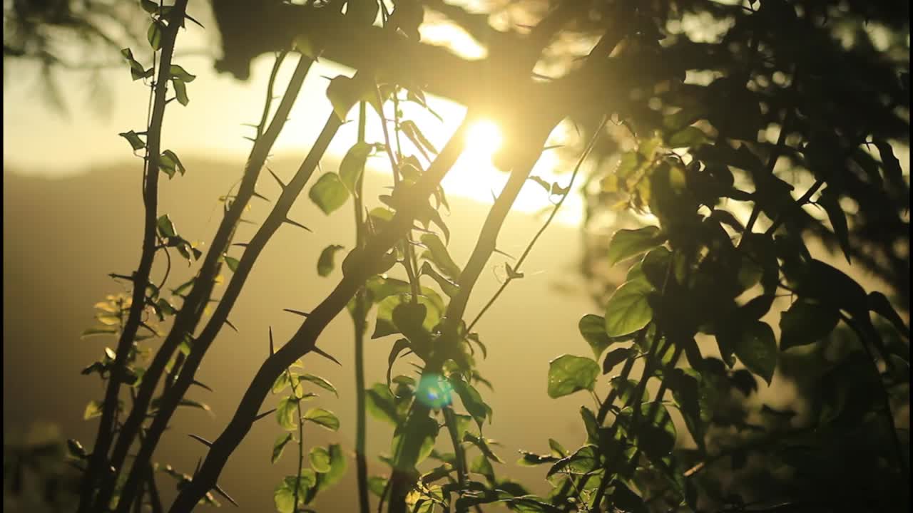 солнечный свет проходит через листья.