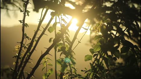 la luz del sol filtrándose a través de las hojas