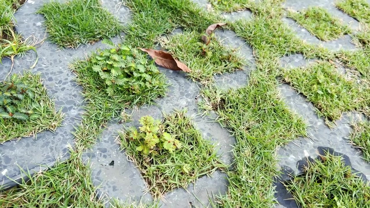 Erba verde che spunta tra le lastre di cemento in un giardino