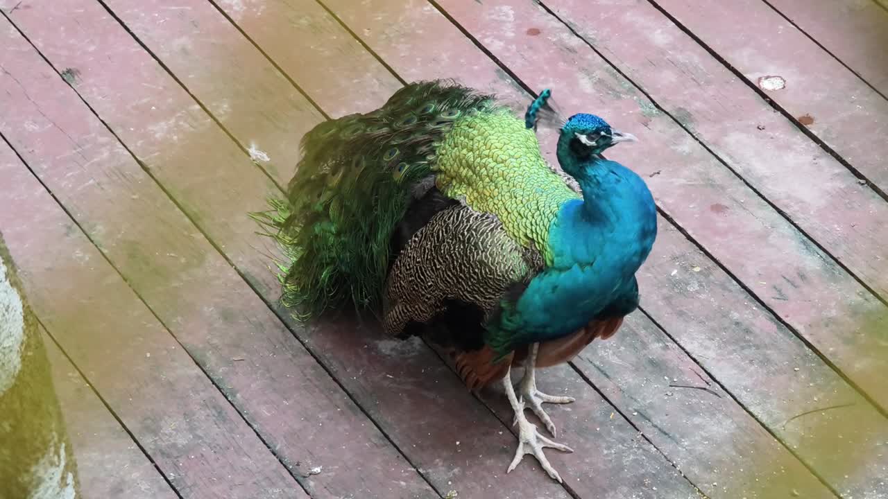 나무 갑판 에 있는 호랑이