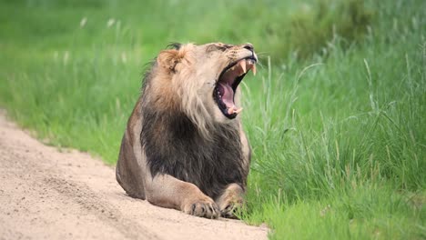 Close-full-body-shot-of-a-black-maned-lion-laying-next-to-the-road-yawing-with-lush-green-grass-as-the-background,-Kgalagadi-Transfrontier-Park