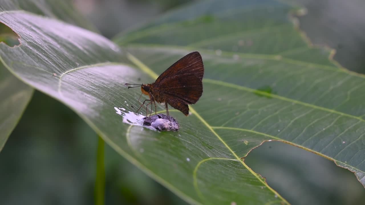 Majestic Moth Insect Perched on Birds Droppings