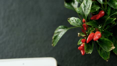 Close-up-of-chilli-plant-4k