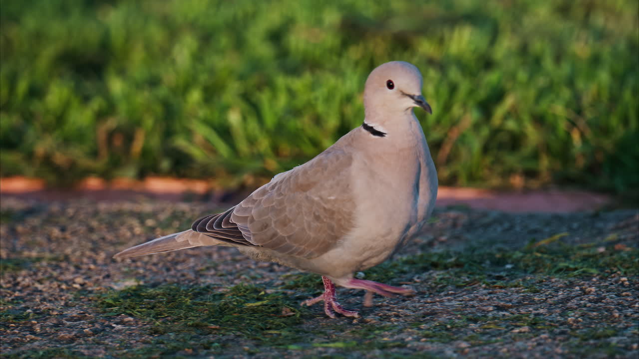 Close up of a pigeon walking outside on pebbles
