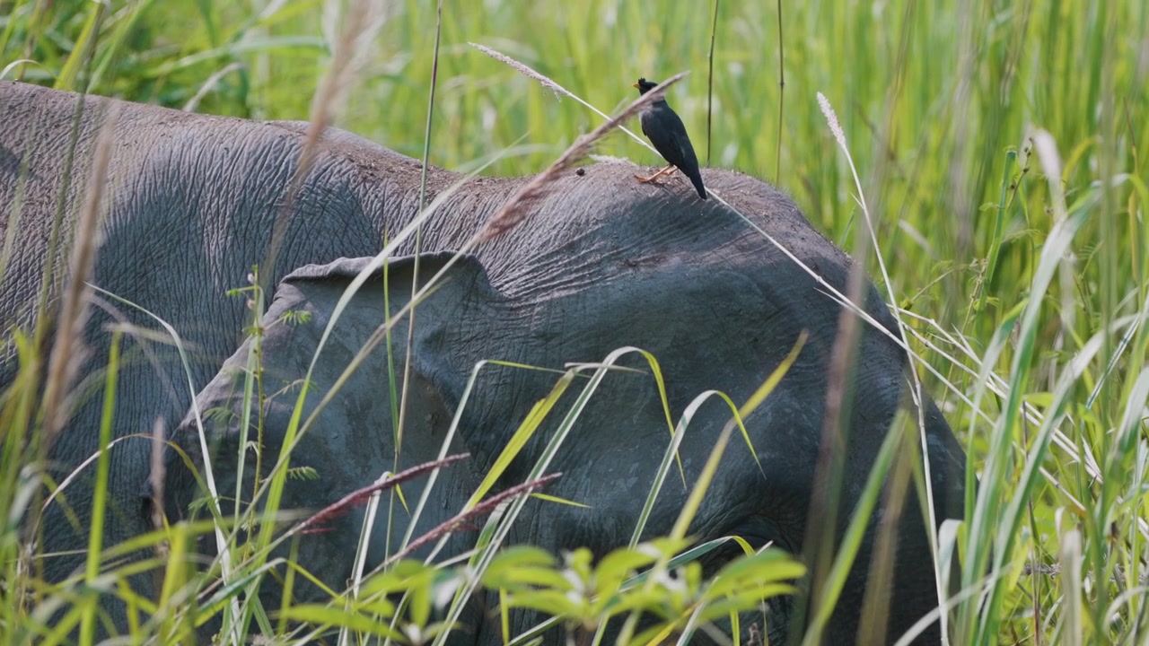 Un maestoso elefante selvatico pascola nei rigogliosi campi verdi dell'India mentre un piccolo uccello riposa sulla sua schiena. Autentica scena di fauna selvatica per documentari sulla natura e la sostenibilità