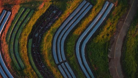 terraced vegetable gardens at sunrise/sunset