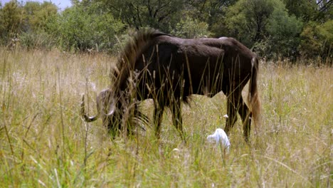 tracking shot of a wildebeest grazing with an egret walking alongside