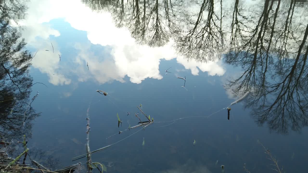 Calm water at the lake with the reflection of blue sky, white cloud, and trees in the winter