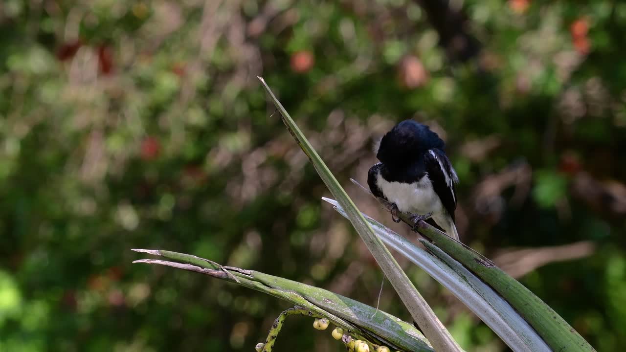 The Oriental magpie-robin is a very common passerine bird in Thailand in which it can be seen anywhere