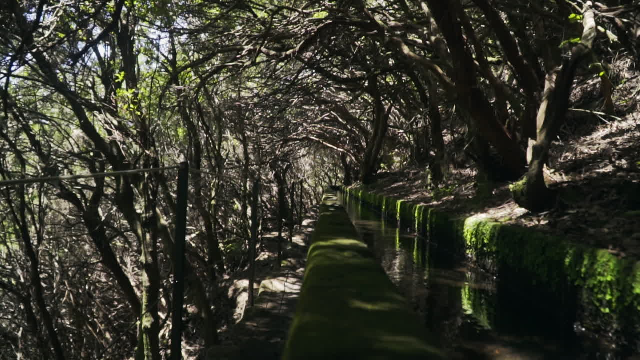 마데이라 포르투갈에서 나무로 뒤덮인 레바다 수로 트레일 아래로 이동, 슬로우 모션