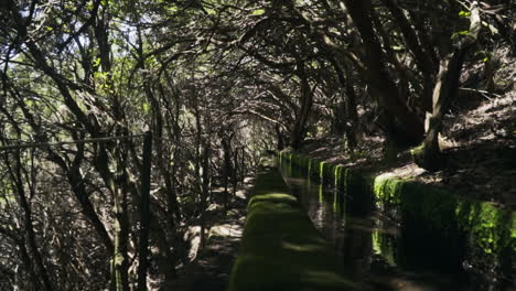 bajando por el sendero del acueducto levada cubierto de árboles en madeira portugal, cámara lenta