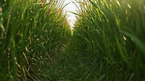 A Serene Path Through Lush Green Grass: Exploring the Tranquility of Nature's Corners in a Vibrant Meadow Landscape Amidst Swaying Blades of Grass