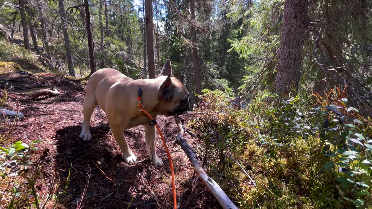 bulldog francés masticando un palo en el bosque