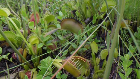 looking over the venus flytraps