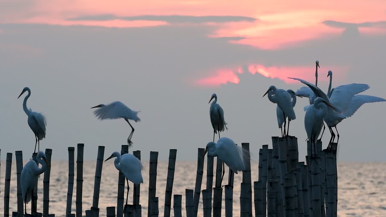 중대 백로, 일컬어 일반적인 백로 또는 큰 백로