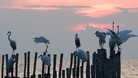 The-Great-Egret,-also-known-as-the-Common-Egret-or-the-Large-Egret