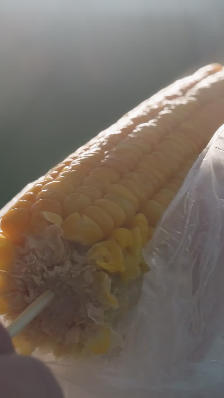 cerca de maíz parcialmente comido siendo girado ligeramente a mano con el vapor creciente, iluminación suave creando fondo de luz bokeh, centrarse en los granos de maíz envueltos en prueba de agua blanca