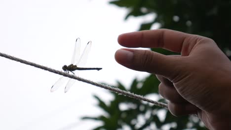 a man's hand caught a dragonfly that was perching on a rope