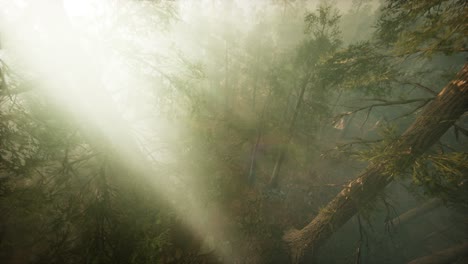 Drohne-Bricht-Durch-Den-Nebel,-Um-Mammutbäume-Und-Kiefern-Zu-Zeigen