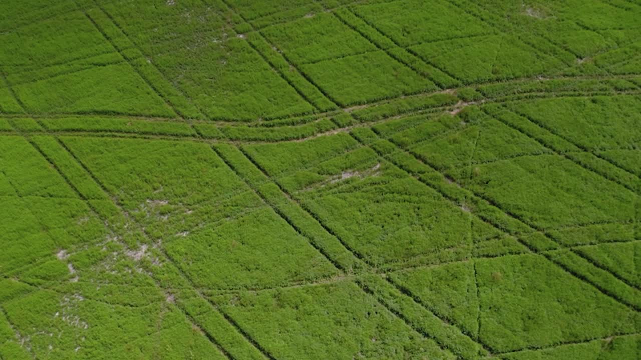 paisaje de pistas de arado en el campo verde en la granja de plantas de menta