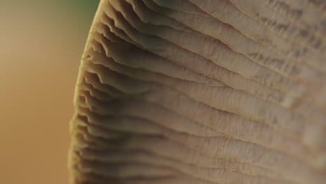 macro shot of the underside of a mushroom moving in the wind