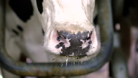 una granja de vacas y becerros en turquía, un pastor y un rebaño en el techo mientras el becerro está siendo alimentado