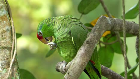 Close-up-shot-of-a-red-crowned-amazon-perched-on-tree-branch-amidst-a-forest,-preening-its-foot,-endangered-bird-species-due-to-habitat-destruction-and-illegal-pet-trade