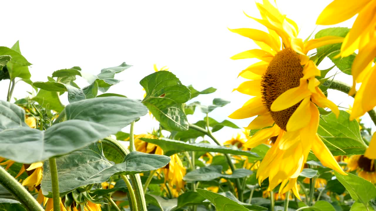 밝은 빛의 여름날에 꽃이 피는 해바라기 들판과 밝은 뒷빛의 태양.