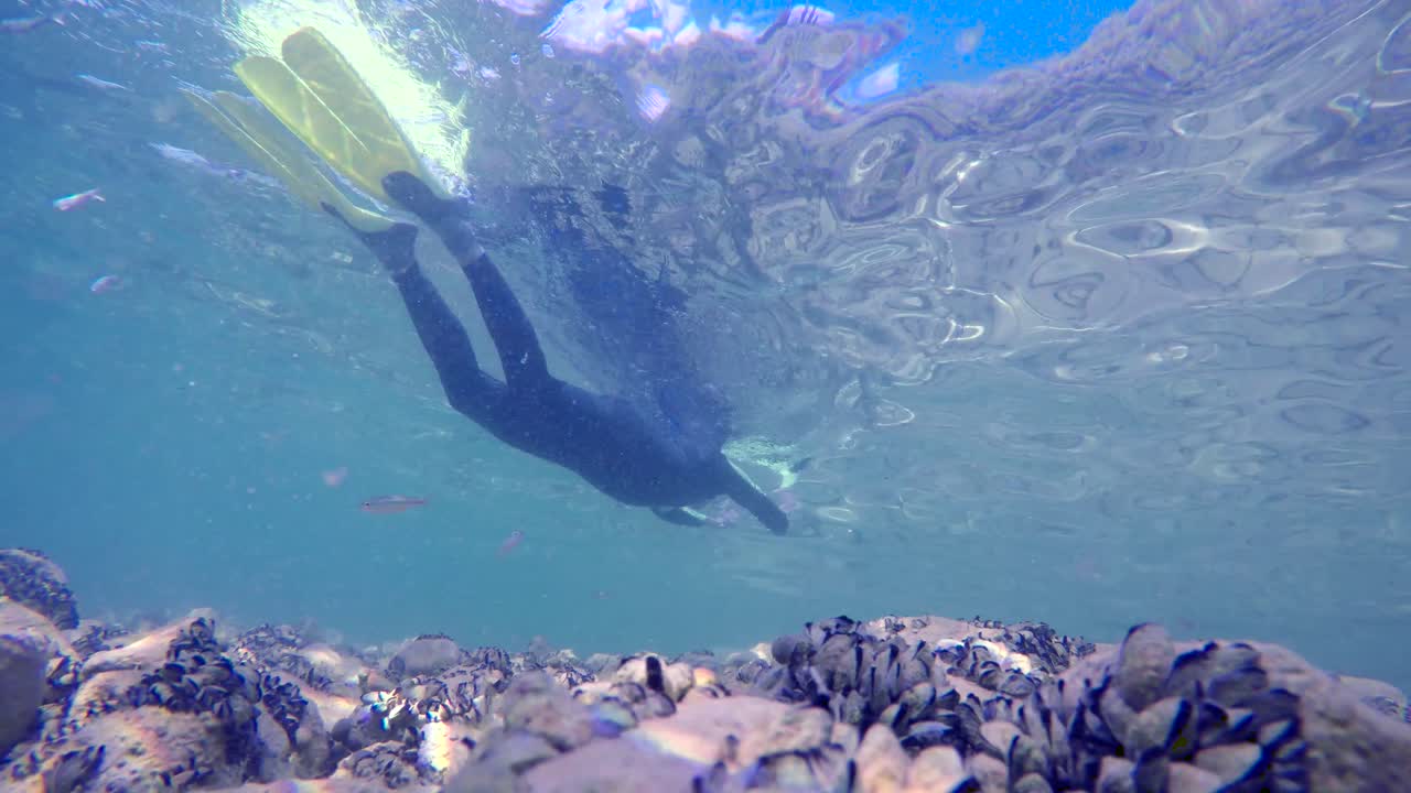 바다 생물과 함께 흘러가는 매혹적인 전망을 보고 모든 긴장을 잊으십시오.