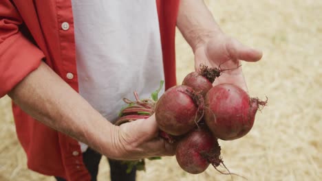 senior caucasian man holding and inspecting fresh beetroots in garden