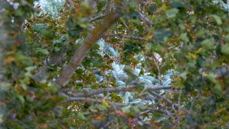 close up of a fierce 70-80 mile per hour winds hitting many trees at once.