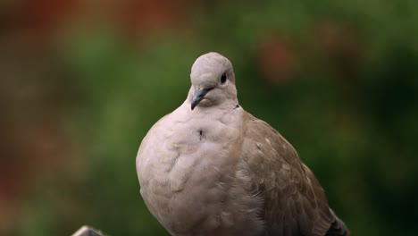 large eurasian collared dove looking calmly around with blurred out of focus dark natural green and autumn colored background