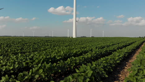 Drone-Volando-Bajo-A-Lo-Largo-De-Hileras-Verdes-De-Soja-Hacia-Una-Granja-De-Generadores-Eólicos-En-Iowa