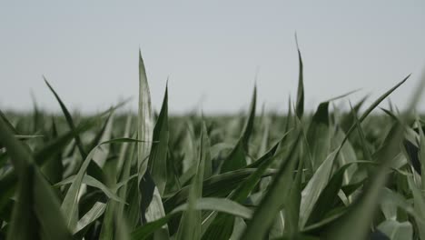toma en cámara lenta de un campo de maíz con tallos verdes de maíz soplando y balanceándose lentamente en el viento en un día de verano