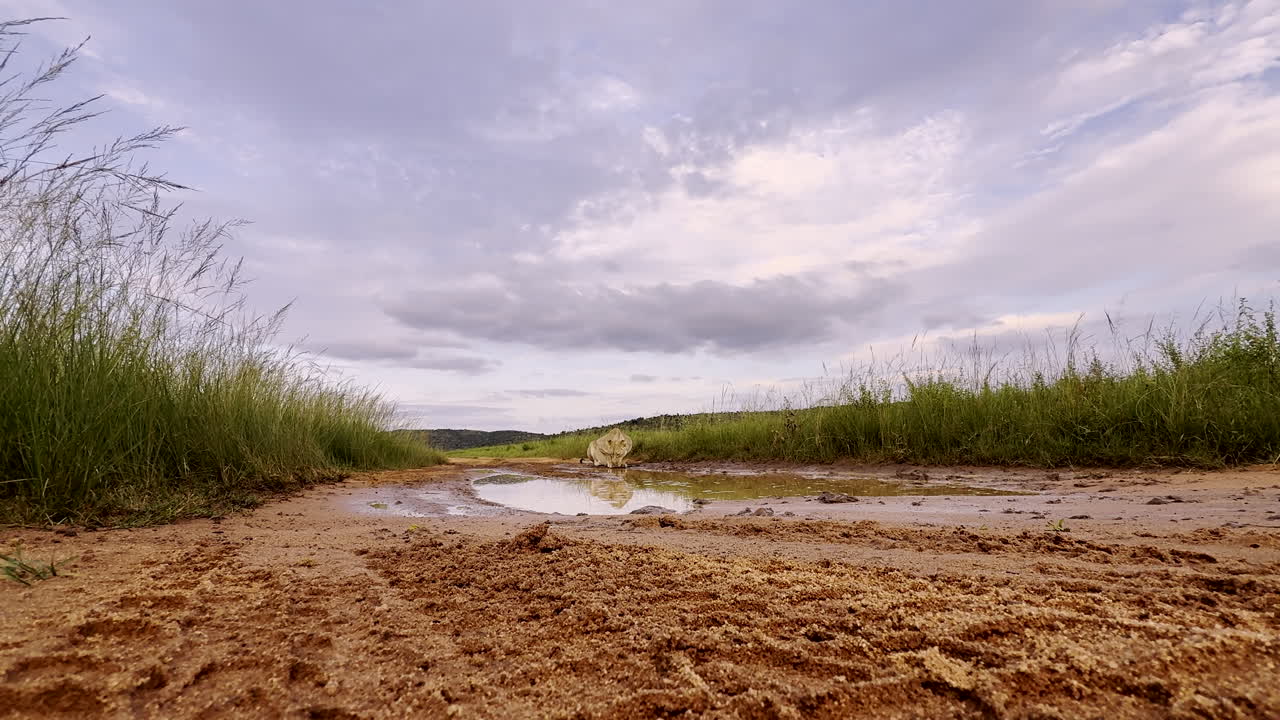 Lioness crouch down to sip water from rain puddle in dirt road of game reserve
