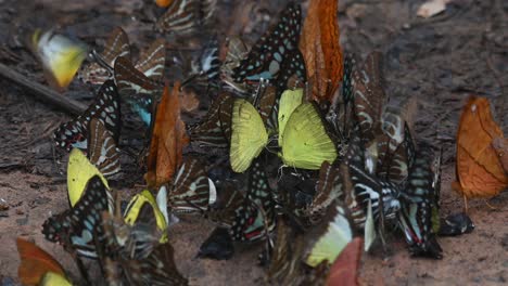 mariposas variadas y coloridas, otro caleidoscopio de mariposas vistas desde arriba mientras vuelan y se mueven como se ve en el bosque del parque nacional kaeng krachan en tailandia