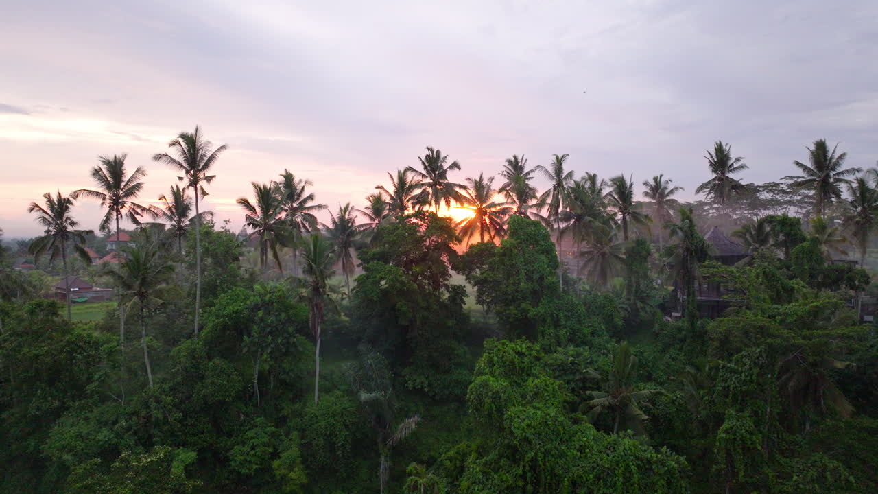 Giungla di Ubud a Bali, Indonesia, al tramonto, vista aerea con drone
