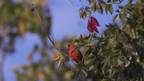 Cardenal-Norteño-En-Una-Rama-Pequeña