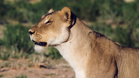 Closeup-Portrait-Of-A-Watchful-Female-Lion-In-Wilderness