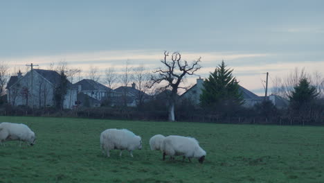 Schafherde,-Die-Gras-In-Der-Nähe-Von-Wohnsiedlungen-Frisst