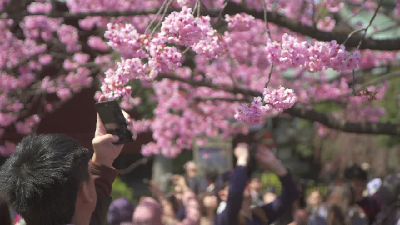 Tourist Taking Photo of Pink Sakura