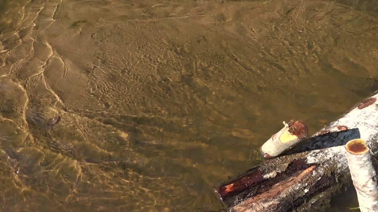 작은 개울이 있는 연어 강-31