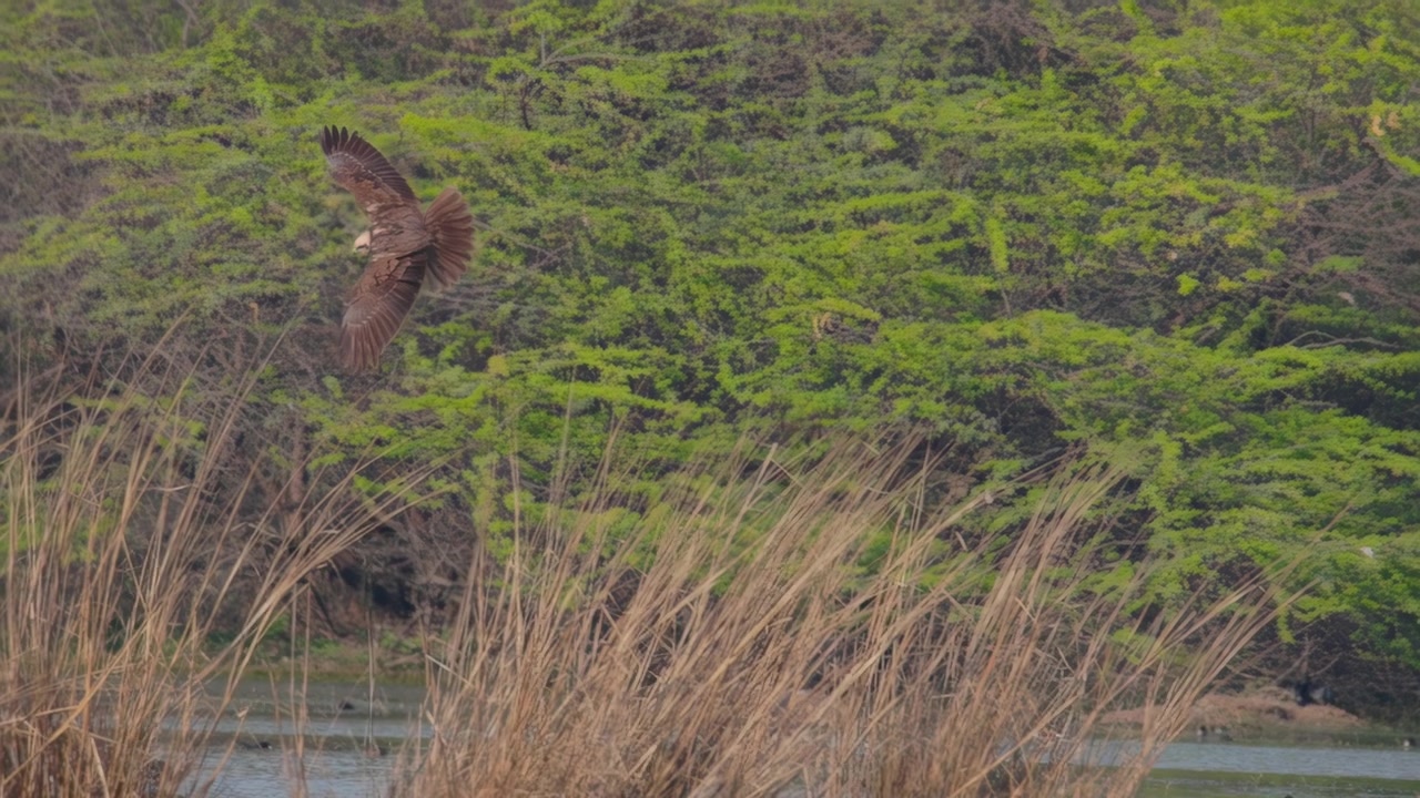 Schwarzmilan fliegt über einem ruhigen See auf Beutejagd und zeigt sein natürliches Jagdverhalten in einem Süßwasserökosystem