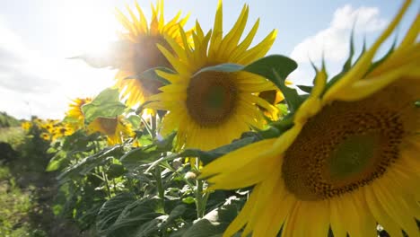 sunflower field 07