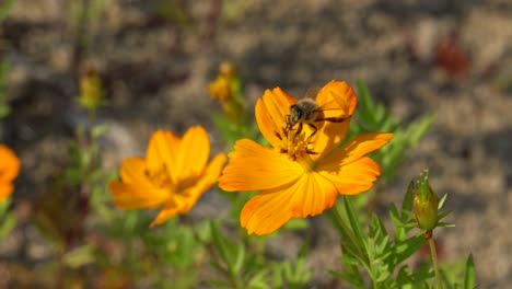 a bee pollinates orange cosmos flower