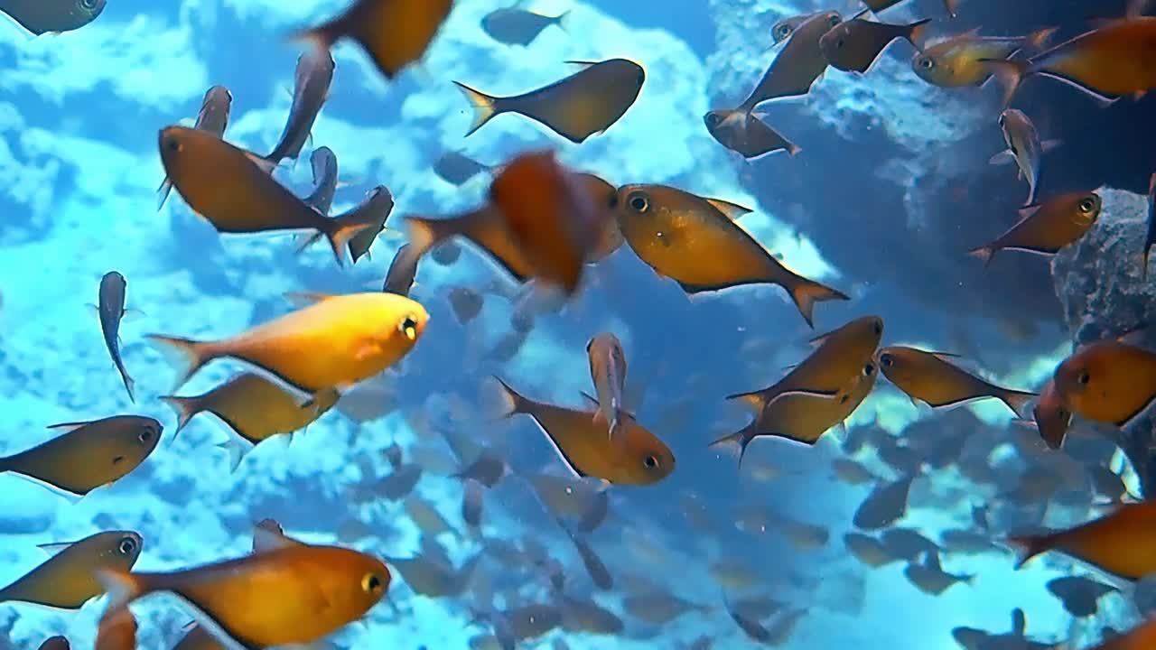 tomas submarinas mientras se bucea en un arrecife colorido con muchos peces.