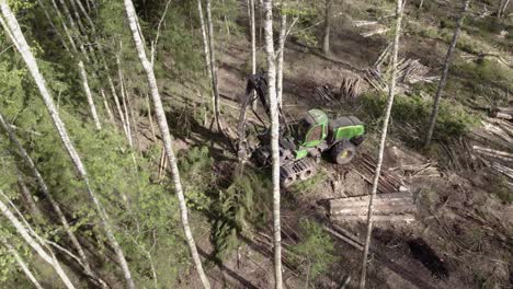 excavator harvests pine trees in dense forest canopy logs on ground behind, aerial