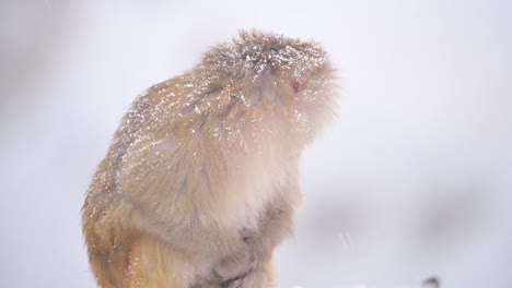 portrait of rhesus macaque monkey a wild monkeyin snow fall