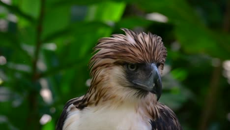 The-Philippine-Eagle-also-known-as-the-Monkey-eating-Eagle-is-critically-endangered-and-can-live-for-sixty-years-feeding-on-Monkeys,-Flying-Lemurs,-and-small-mammals-as-an-opportunist-Bird-of-Prey