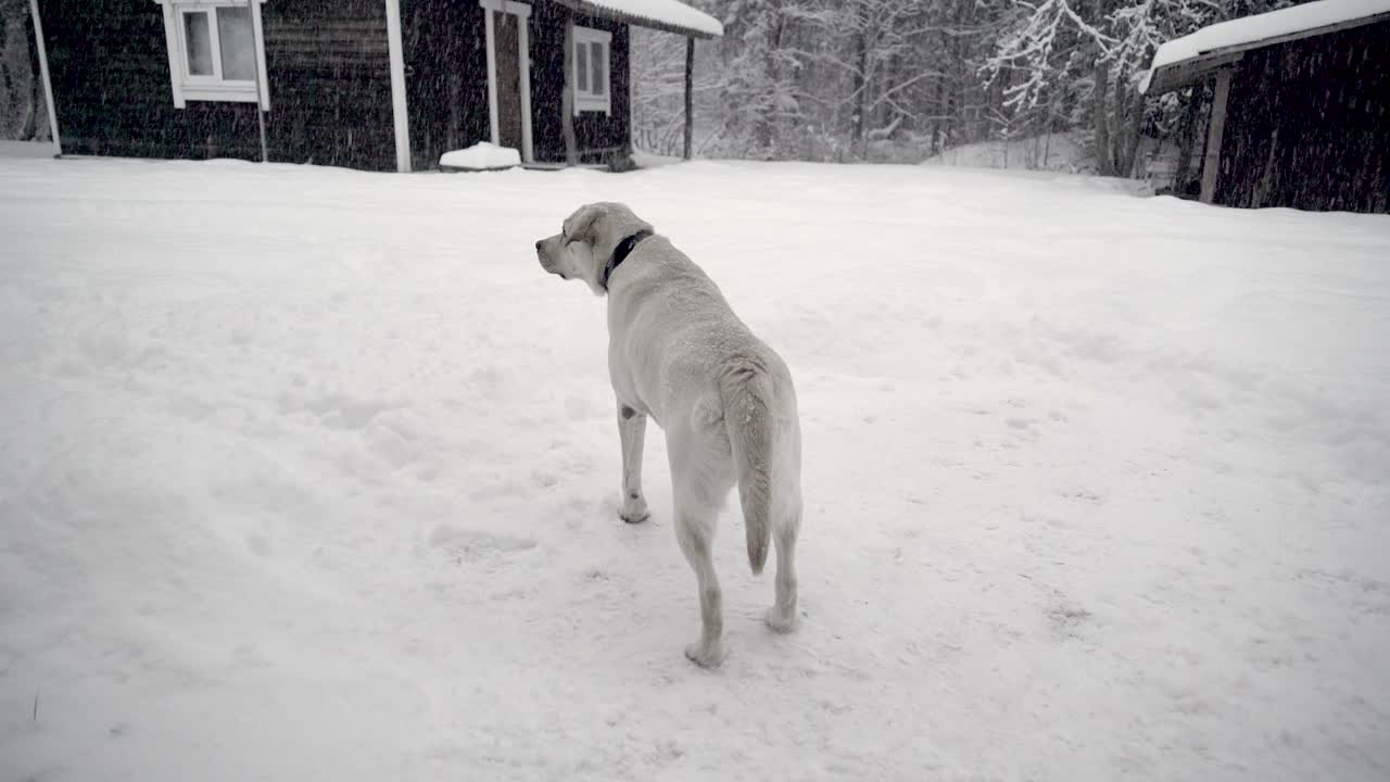 una lluvia de nieve en el área con el perro labrador retriever